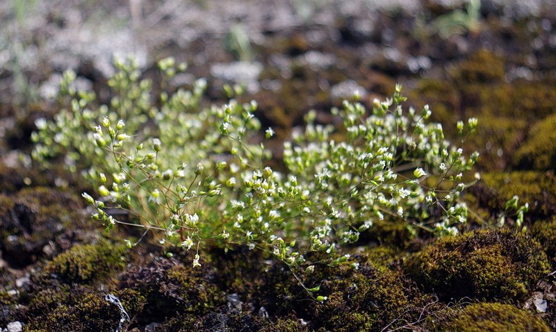 Michaux's Stitchwort photo 8