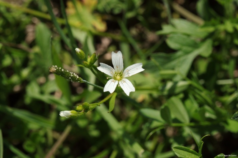 Dixie Stitchwort