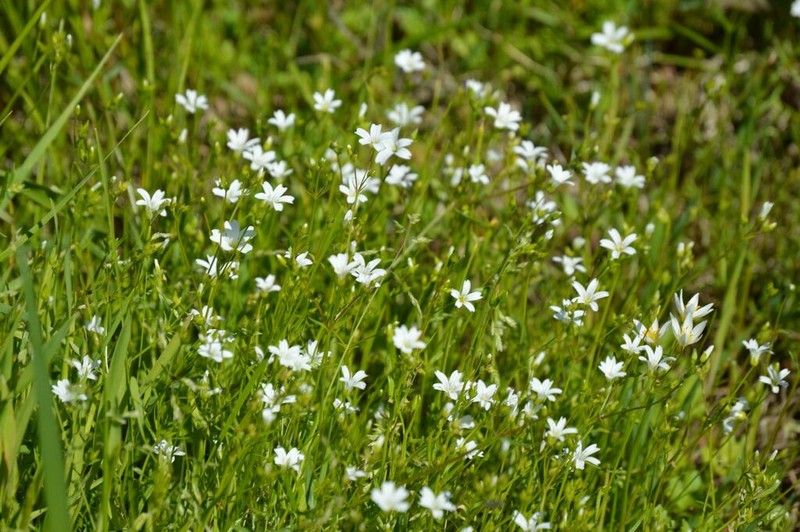 Dixie Stitchwort photo 2