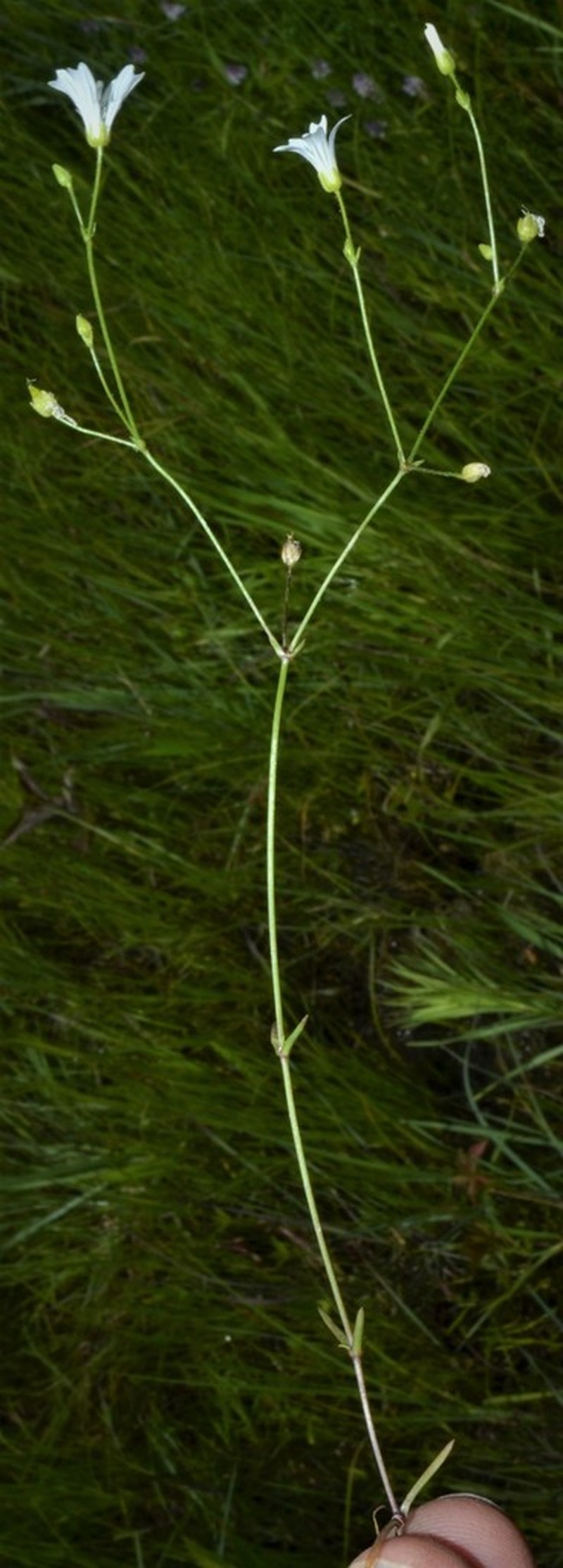 Dixie Stitchwort photo 3