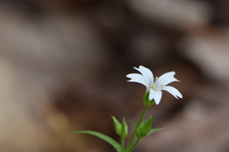 Dixie Stitchwort photo 4