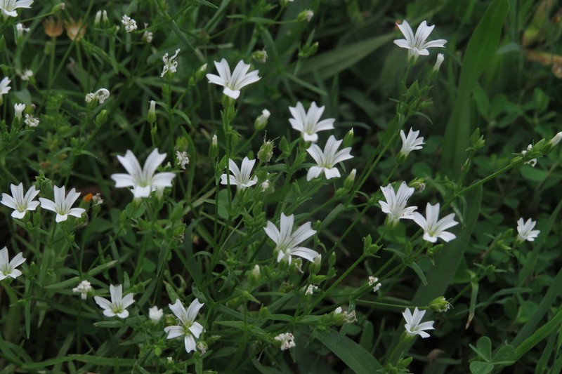 Dixie Stitchwort photo 5