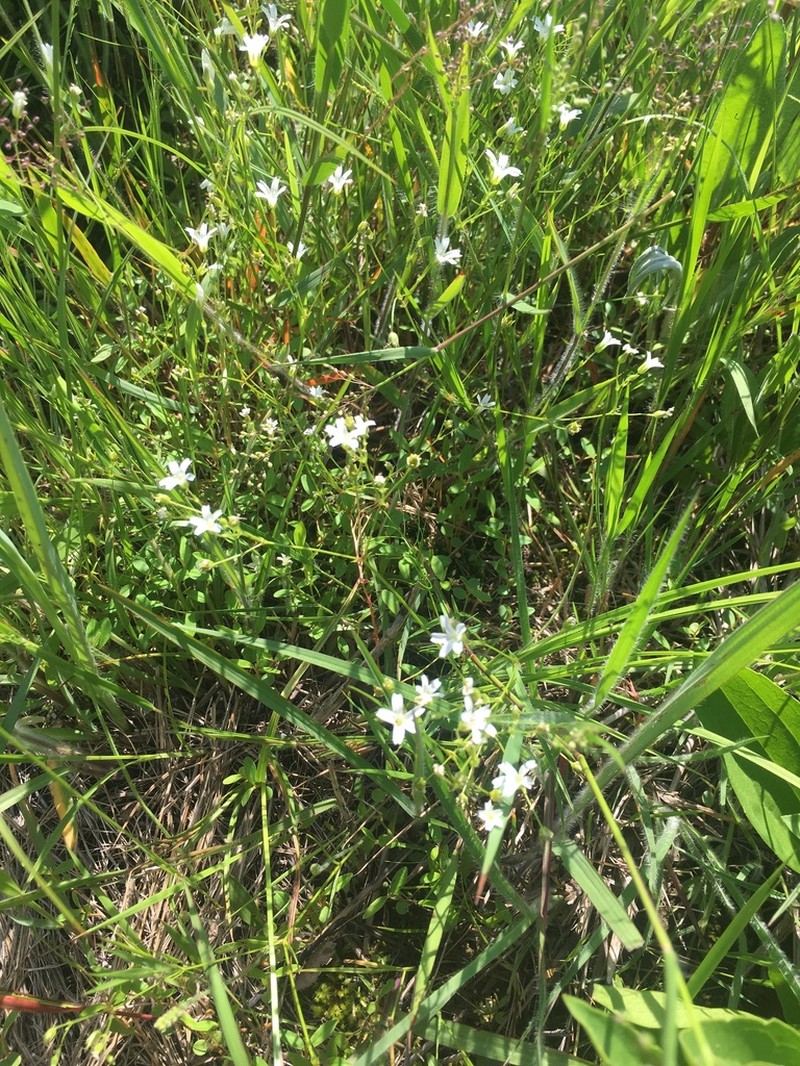 Dixie Stitchwort photo 6