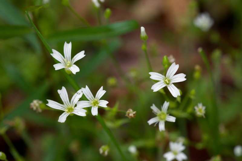 Dixie Stitchwort photo 7