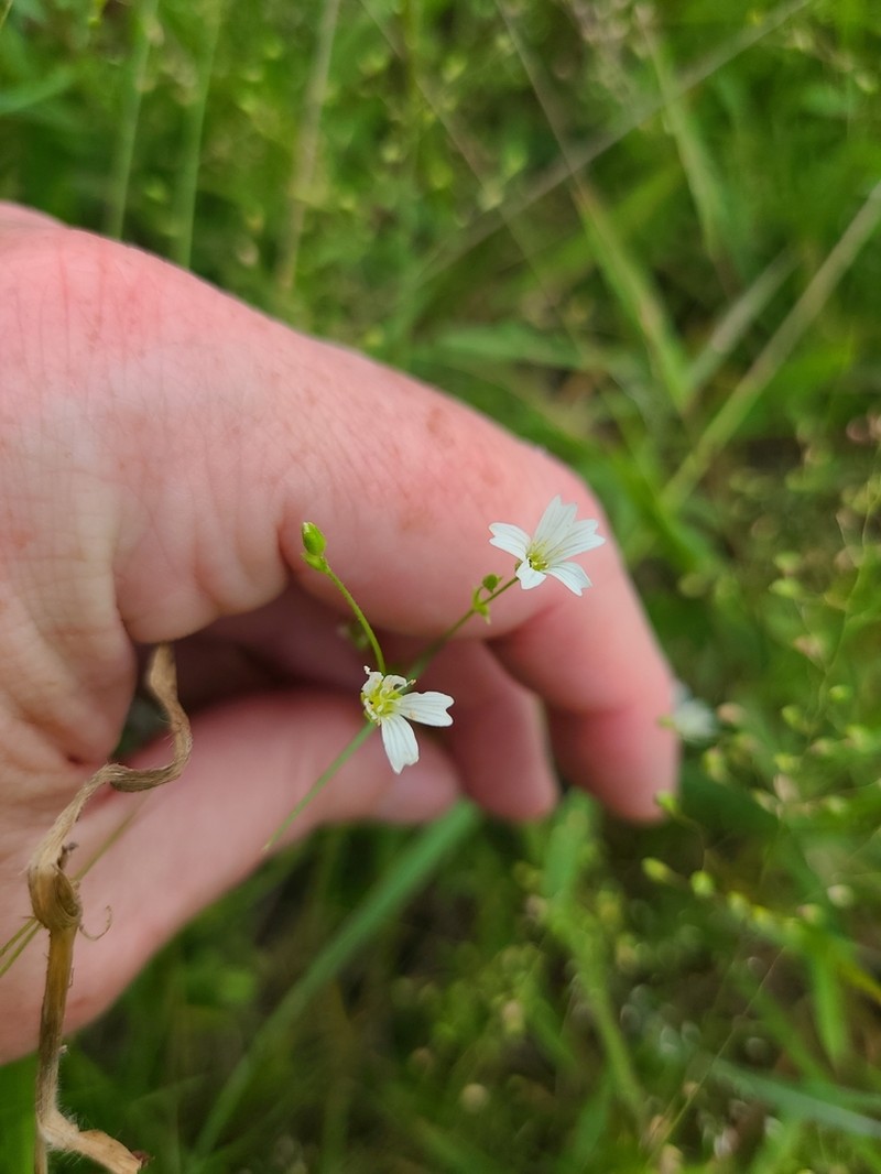 Dixie Stitchwort photo 8