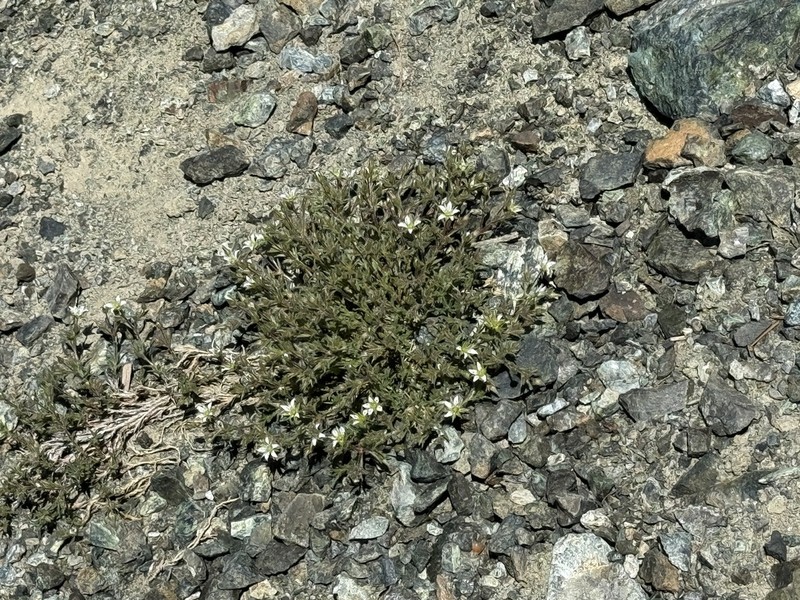 Nuttall's Sandwort