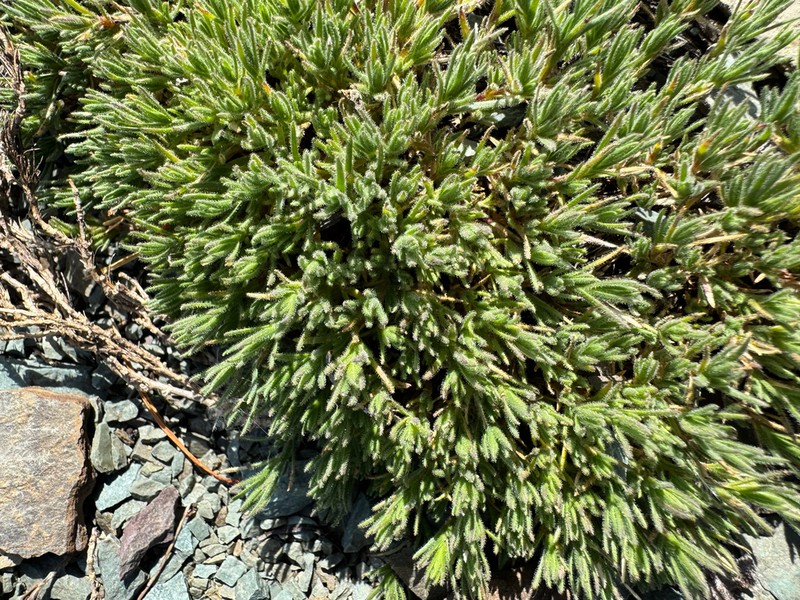 Nuttall's Sandwort photo 2