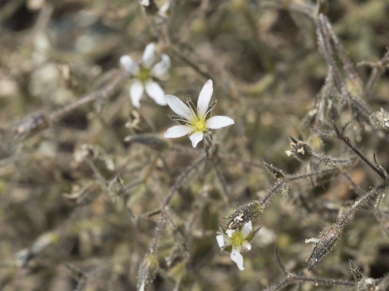 Nuttall's Sandwort photo 4