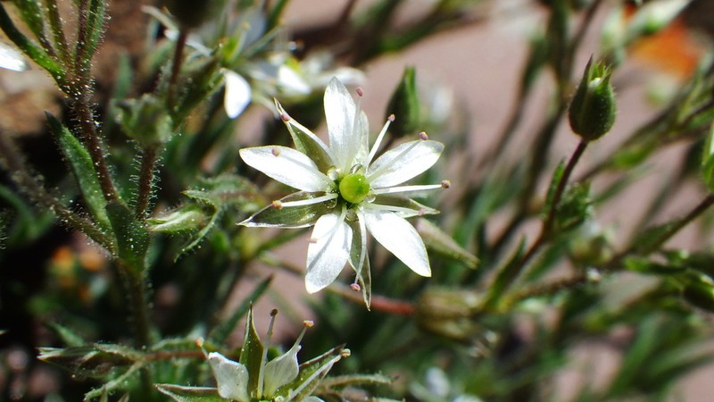 Nuttall's Sandwort photo 5