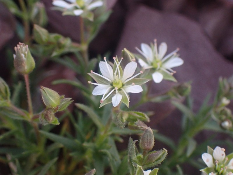 Nuttall's Sandwort photo 6