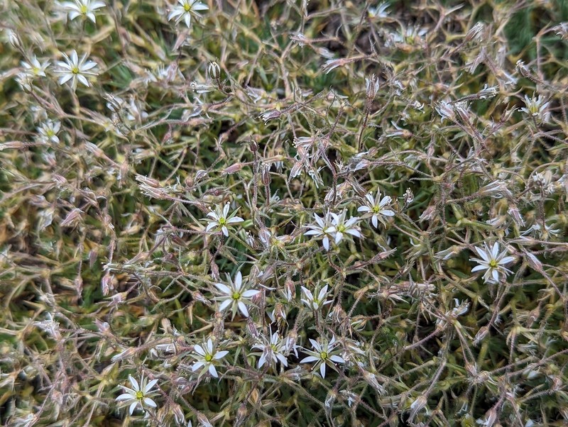 Nuttall's Sandwort photo 7