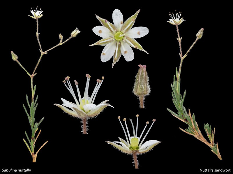 Nuttall's Sandwort photo 8