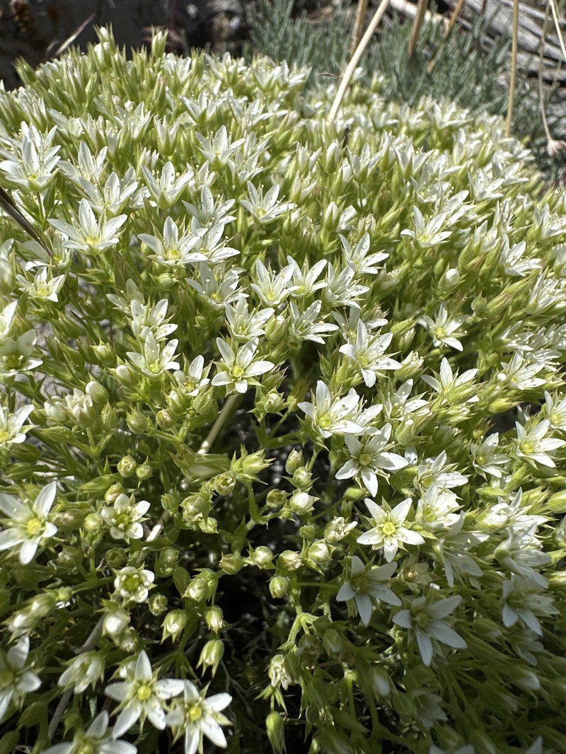 Sabulina nuttallii var. fragilis