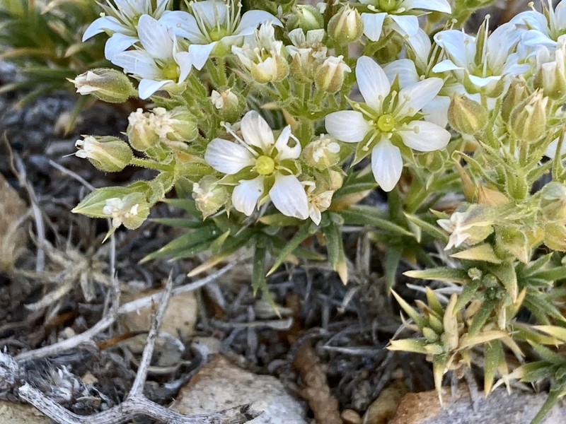 Sabulina nuttallii var. fragilis photo 2