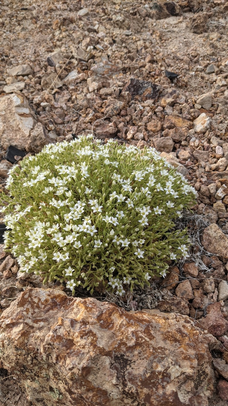Sabulina nuttallii var. fragilis photo 3