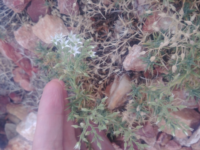 Sabulina nuttallii var. fragilis photo 4