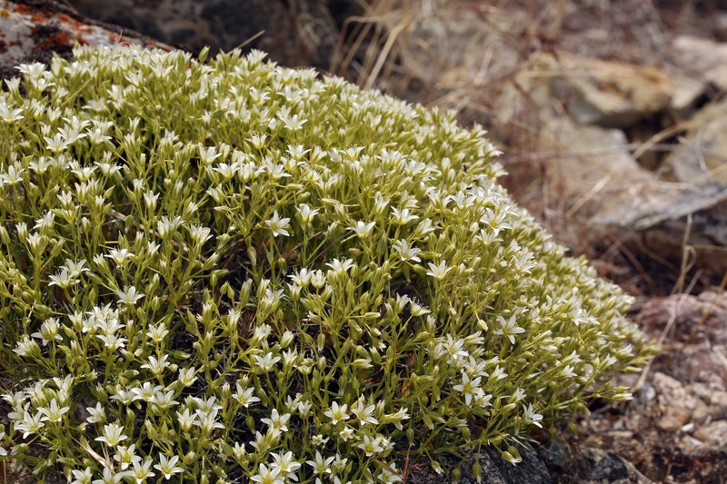 Sabulina nuttallii var. fragilis photo 5