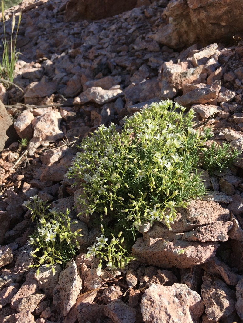 Sabulina nuttallii var. fragilis photo 6