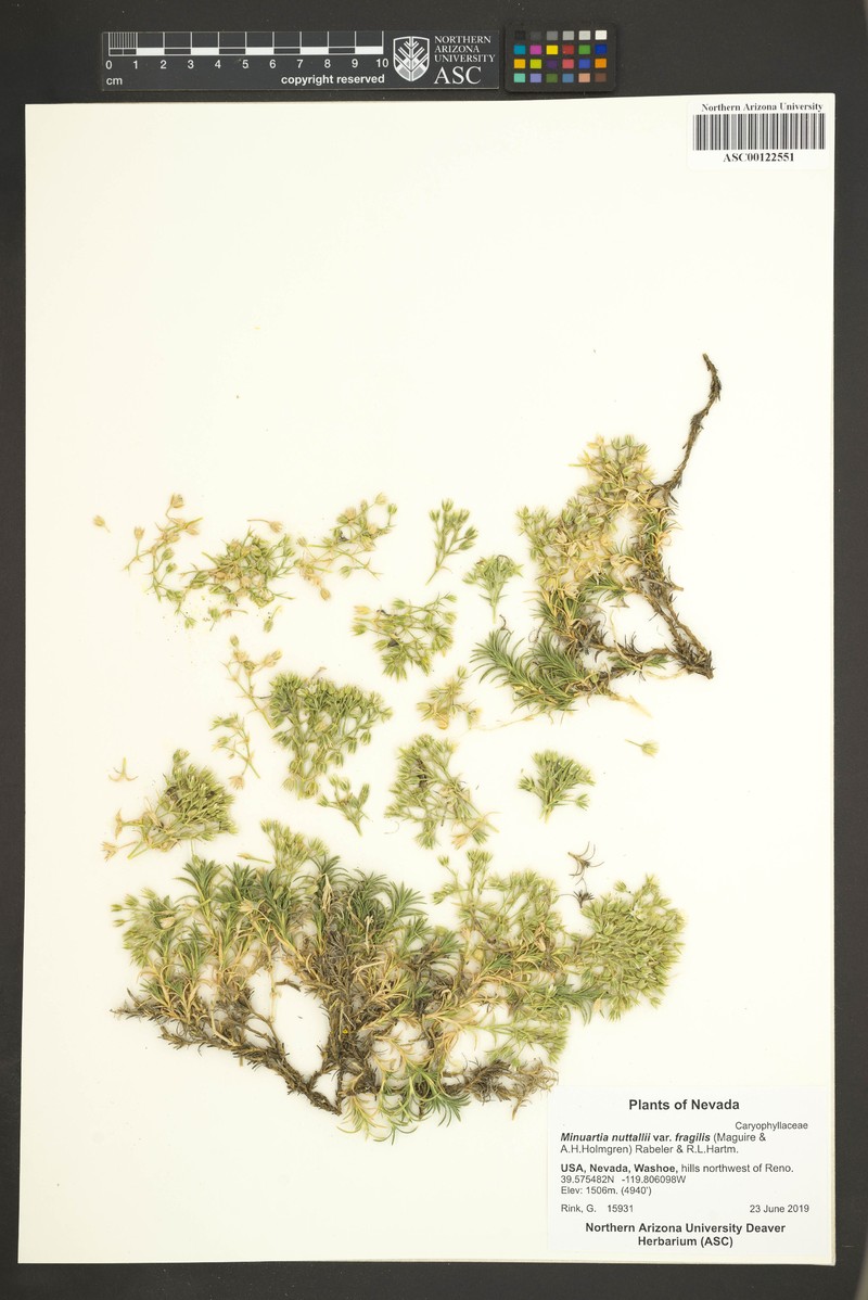 Sabulina nuttallii var. fragilis photo 7