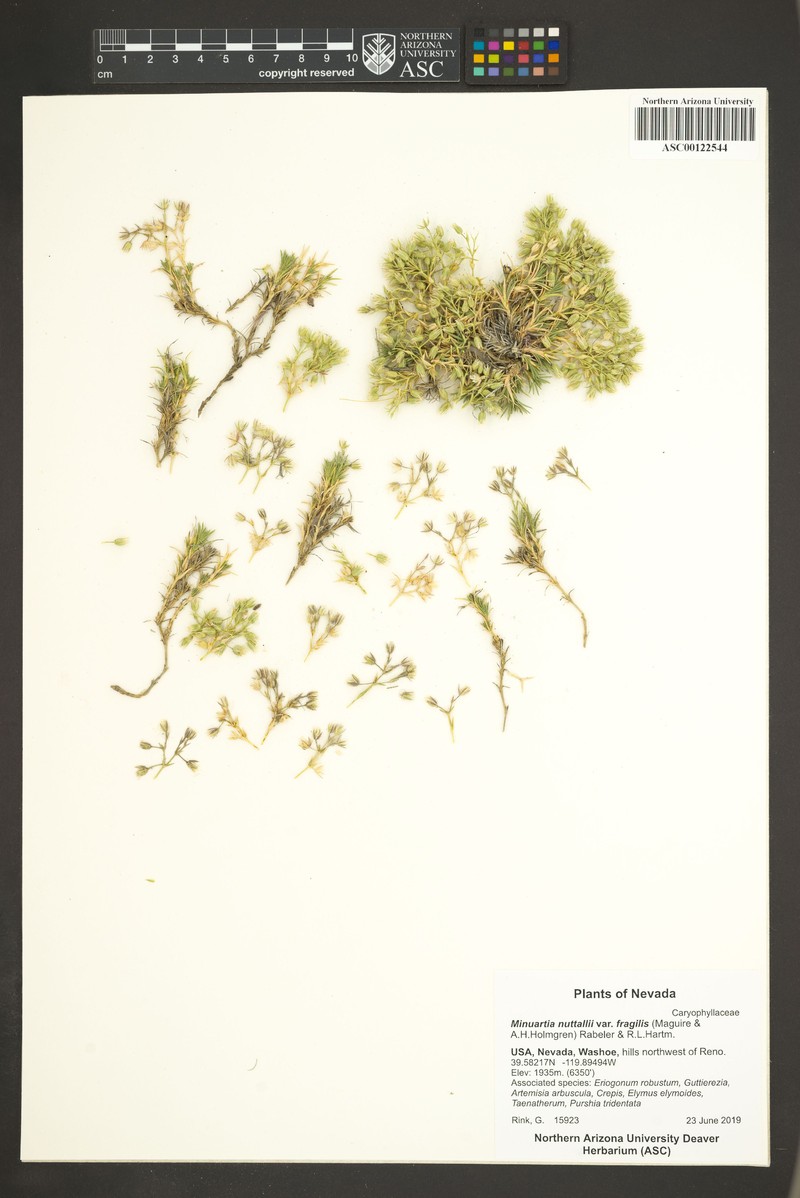 Sabulina nuttallii var. fragilis photo 8