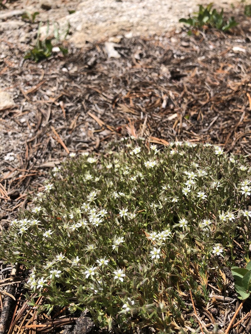 Sabulina nuttallii var. gracilis