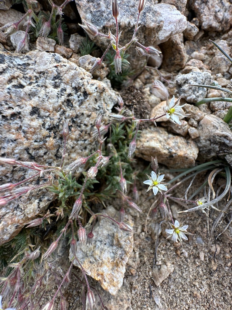 Sabulina nuttallii var. gracilis photo 2