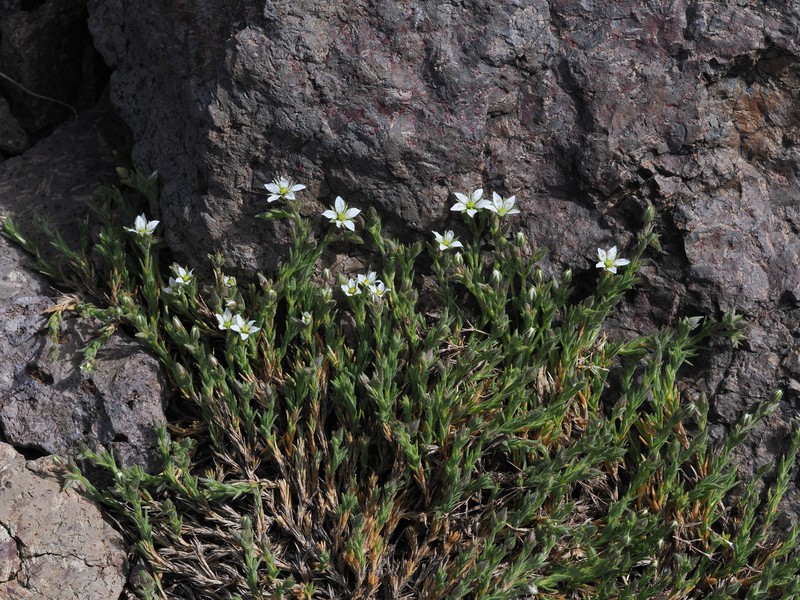 Sabulina nuttallii var. gracilis photo 3
