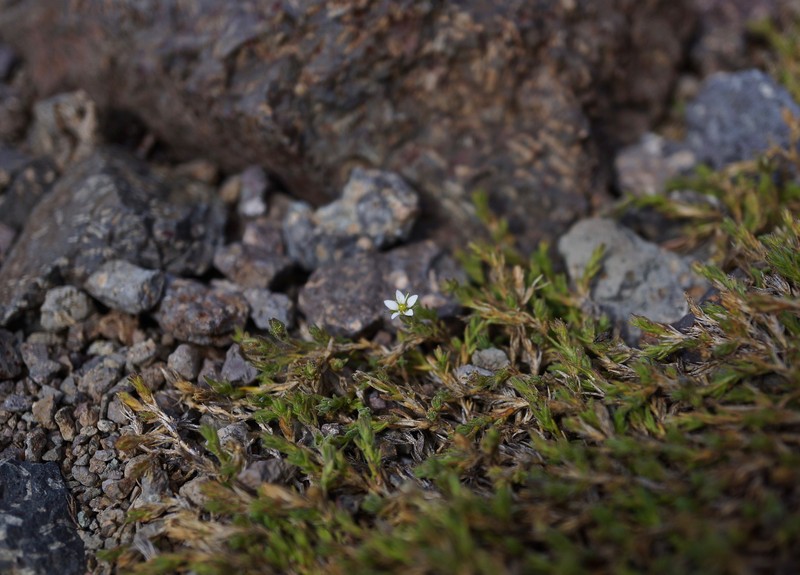 Sabulina nuttallii var. gracilis photo 4
