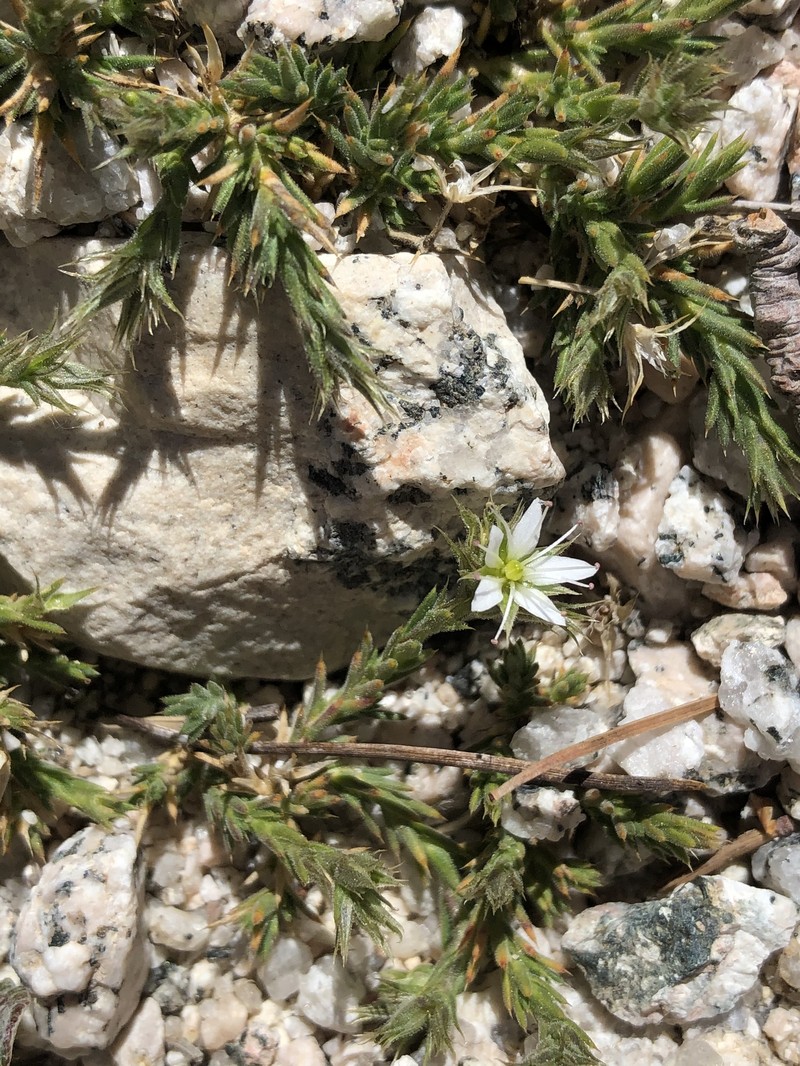 Sabulina nuttallii var. gracilis photo 5
