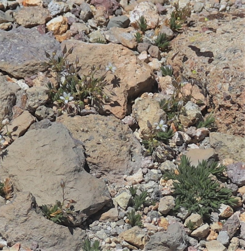 Sabulina nuttallii var. gracilis photo 6