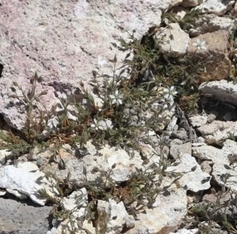 Sabulina nuttallii var. gracilis photo 7