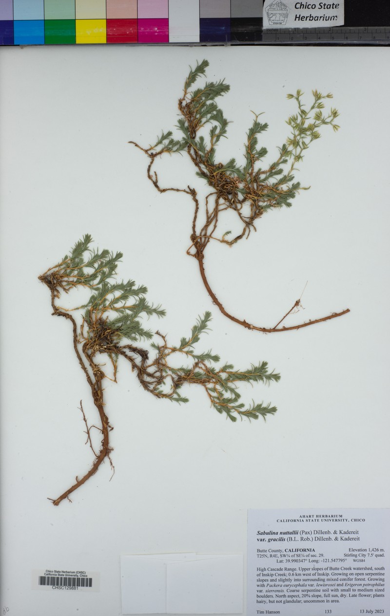 Sabulina nuttallii var. gracilis photo 8