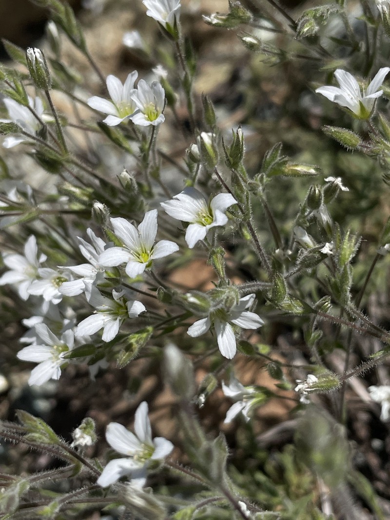 Sabulina nuttallii var. gregaria