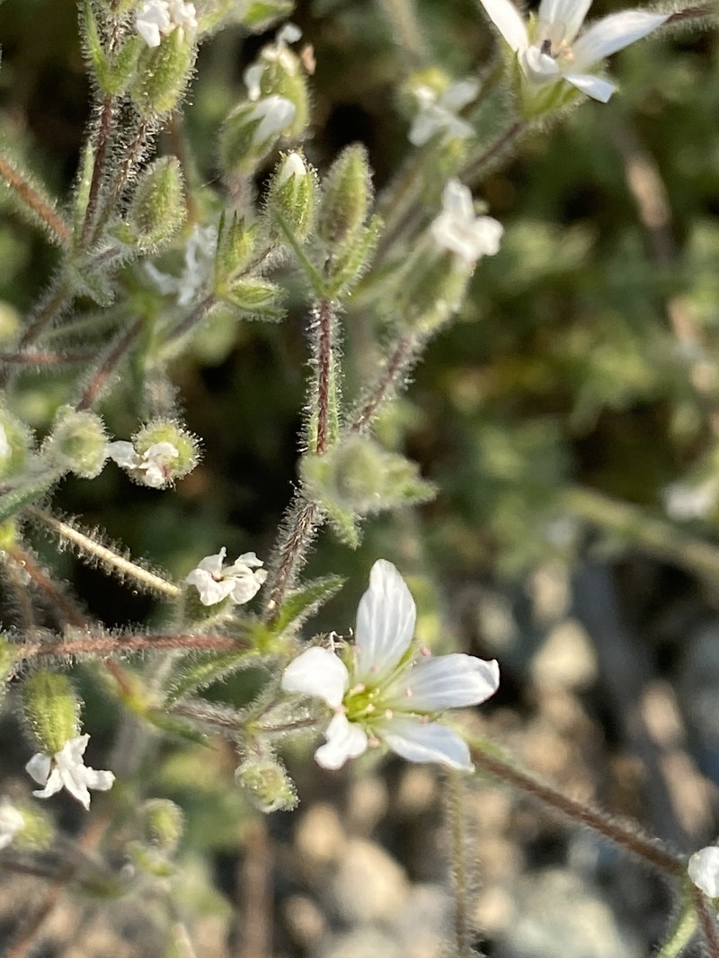 Sabulina nuttallii var. gregaria photo 2