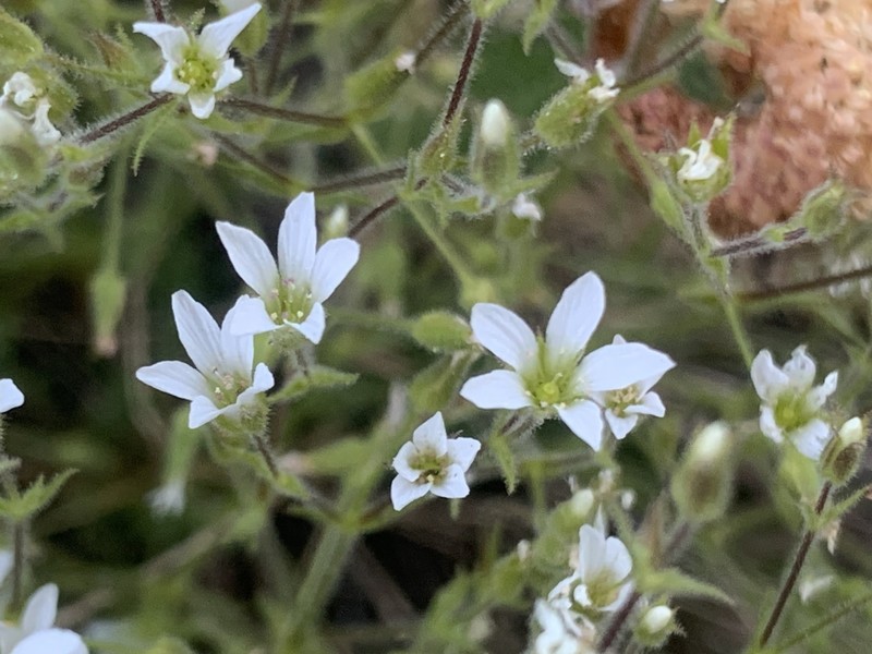 Sabulina nuttallii var. gregaria photo 3