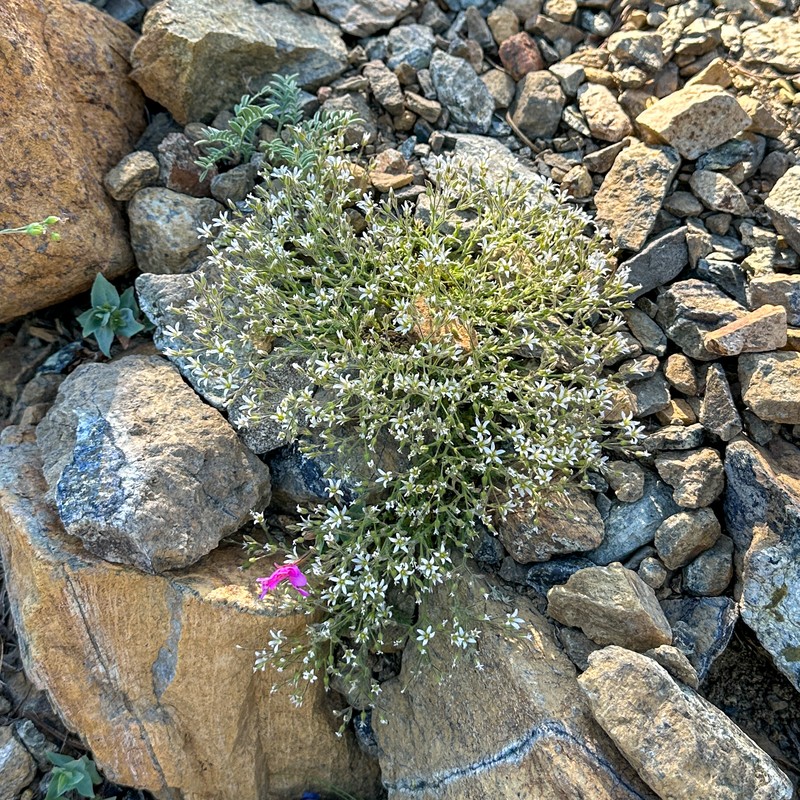Sabulina nuttallii var. gregaria photo 4