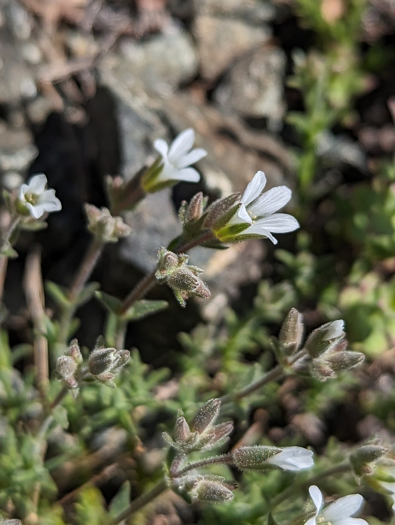 Sabulina nuttallii var. gregaria photo 5