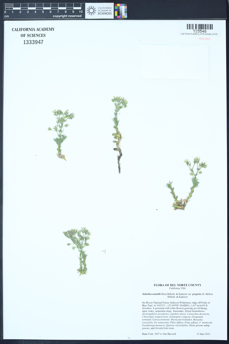 Sabulina nuttallii var. gregaria photo 7