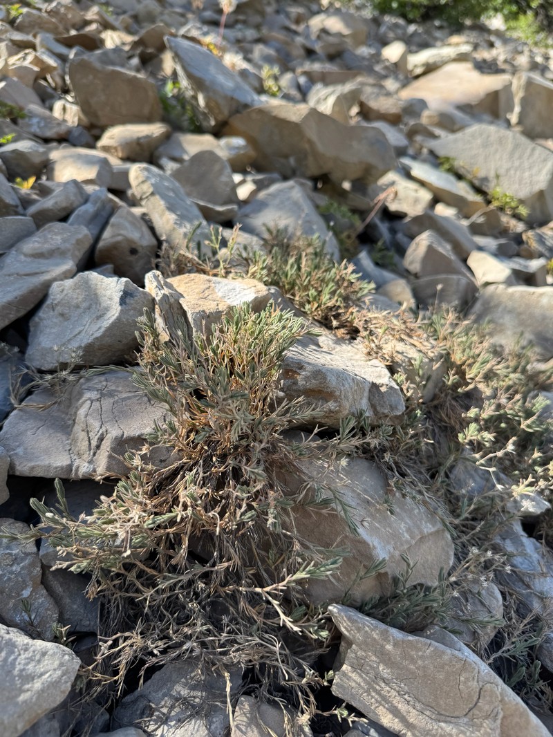 Sabulina nuttallii var. nuttallii