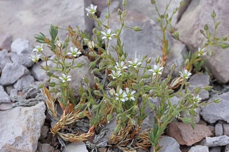 Sabulina nuttallii var. nuttallii photo 2
