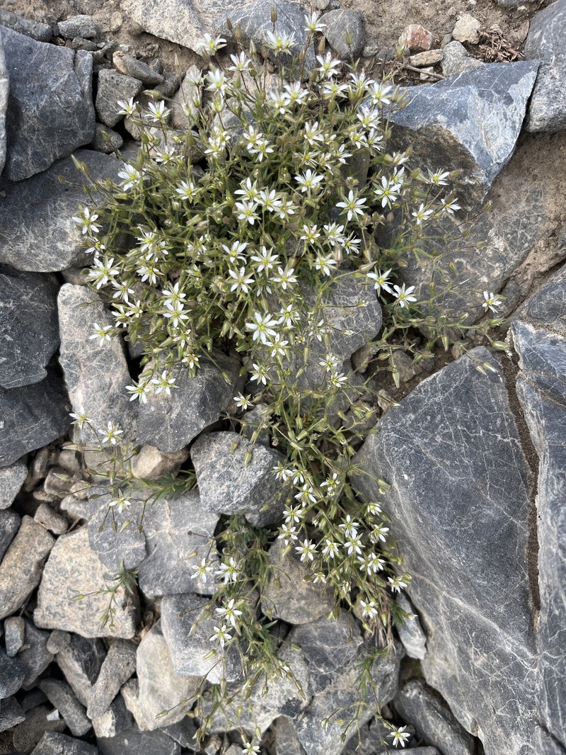 Sabulina nuttallii var. nuttallii photo 3