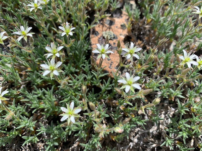 Sabulina nuttallii var. nuttallii photo 4