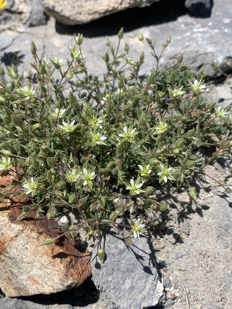 Sabulina nuttallii var. nuttallii photo 5