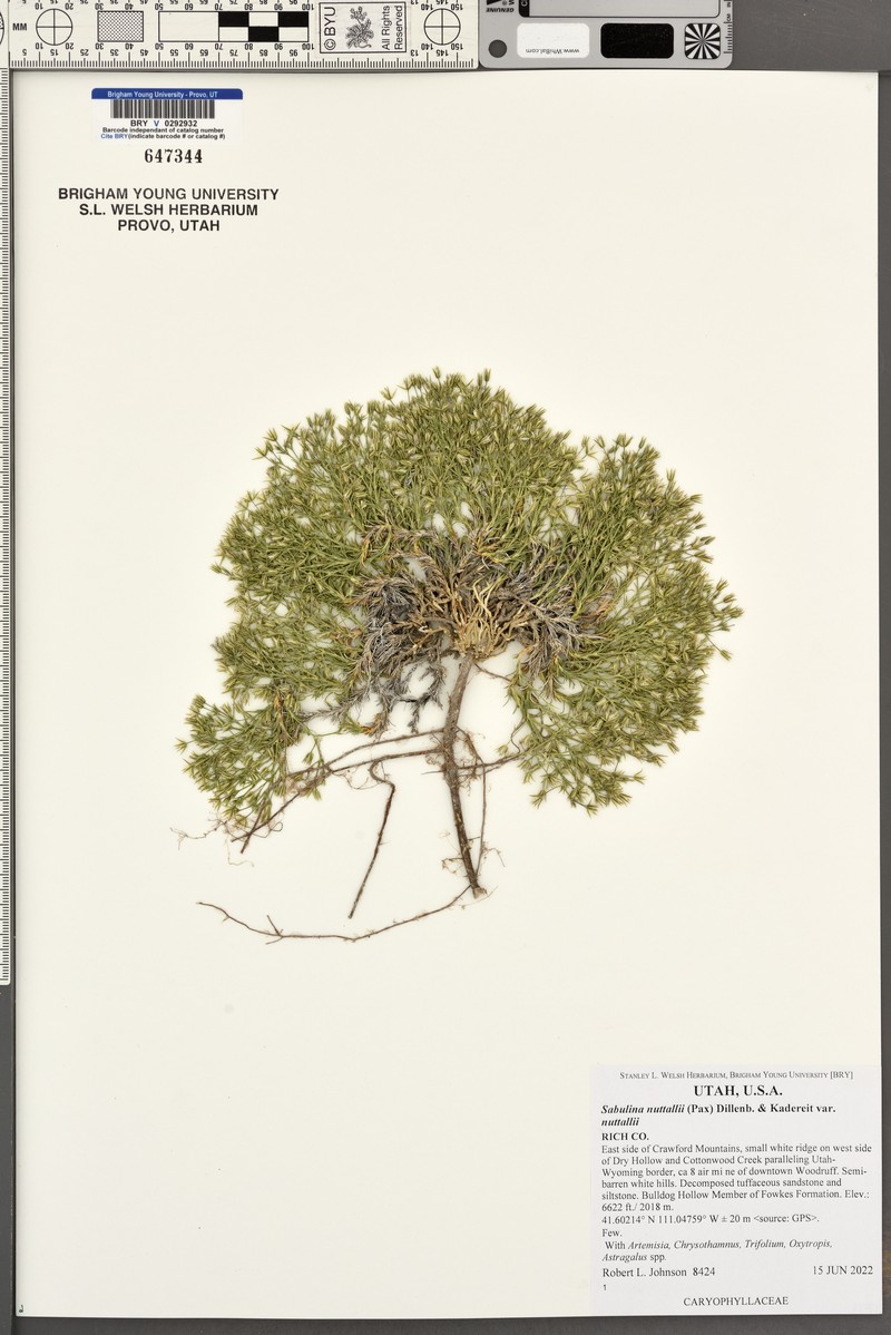 Sabulina nuttallii var. nuttallii photo 6