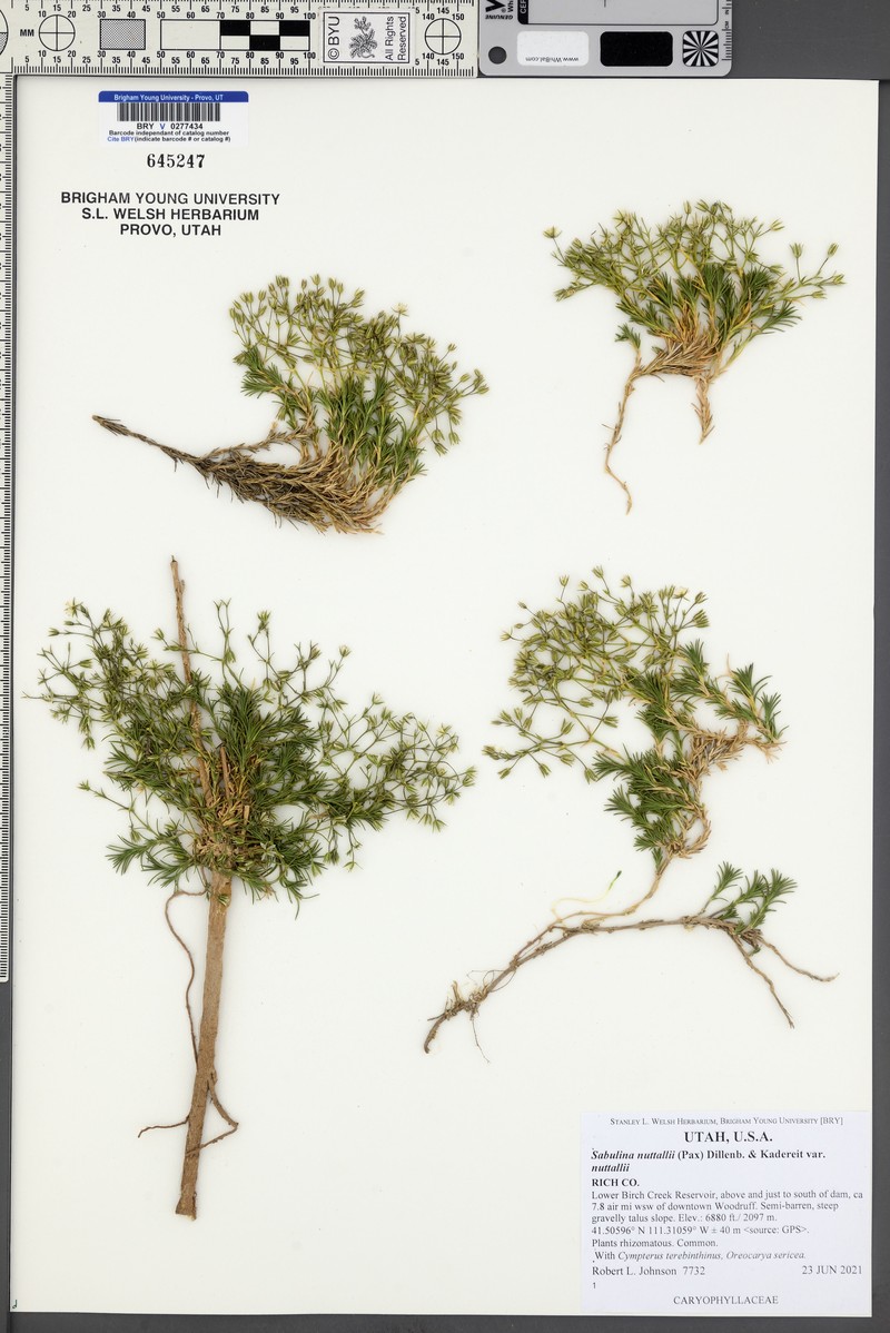 Sabulina nuttallii var. nuttallii photo 7