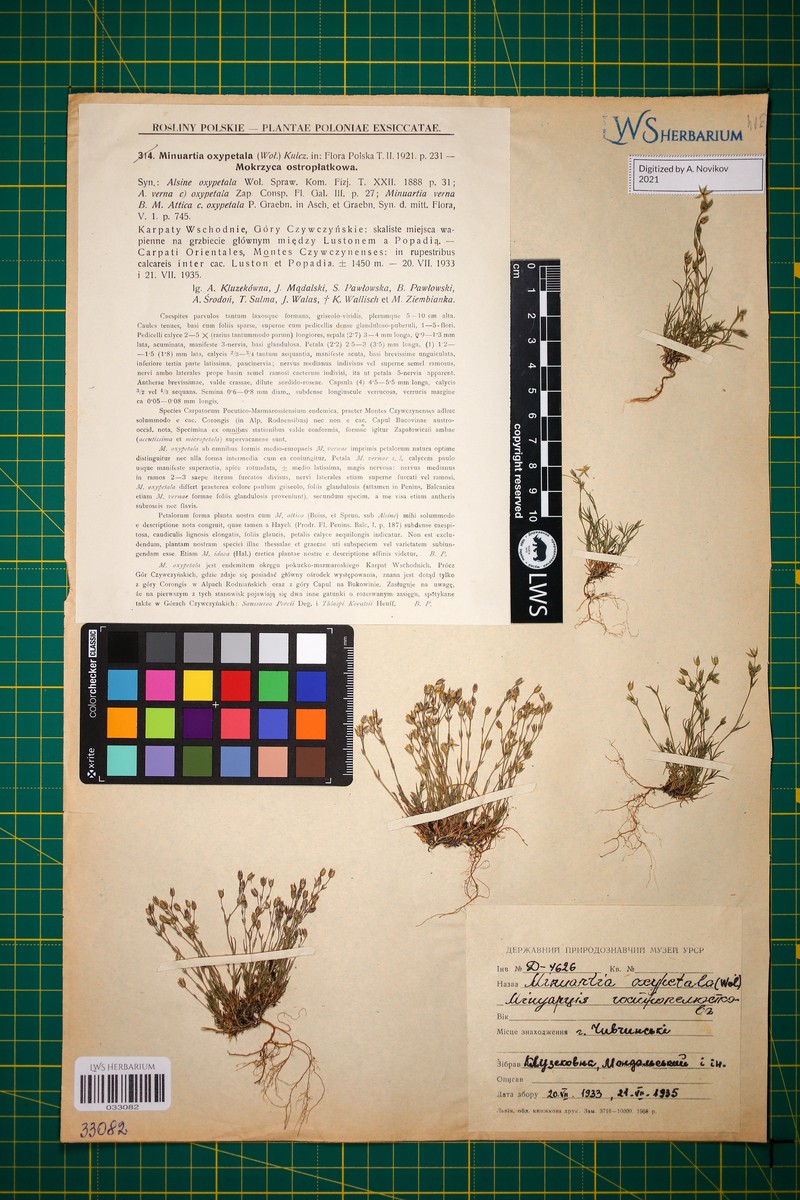 Sabulina oxypetala