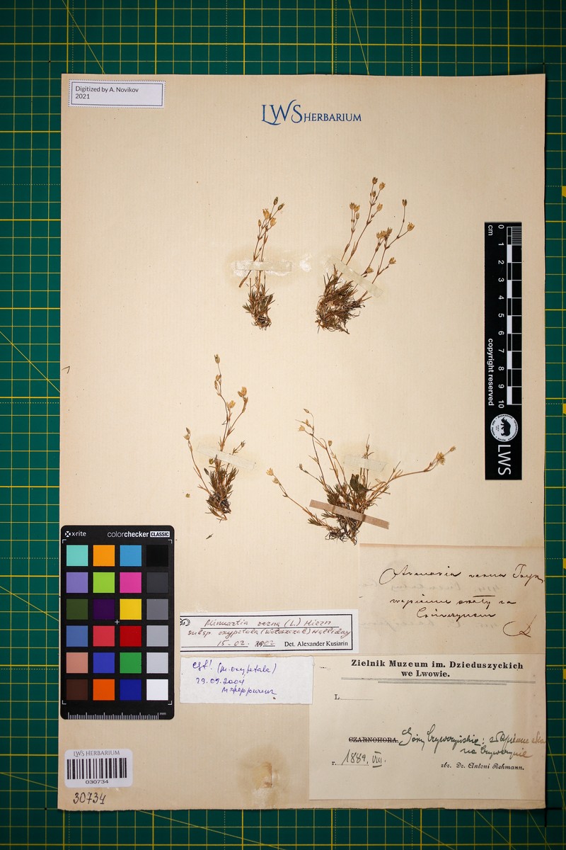 Sabulina oxypetala photo 2