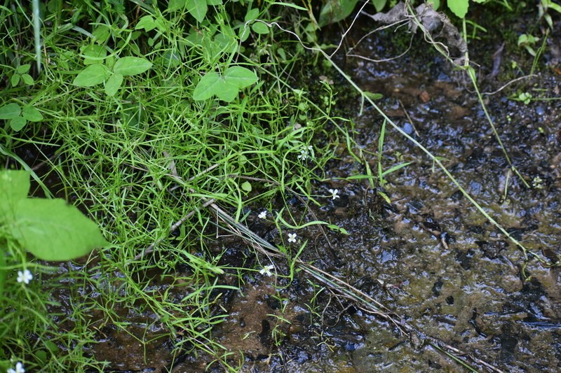 Godfrey's Stitchwort photo 2