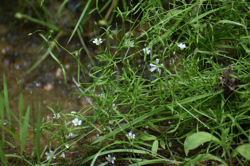 Godfrey's Stitchwort photo 4