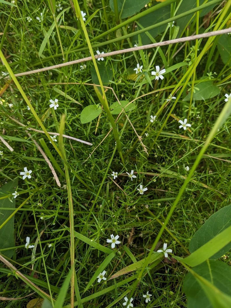 Godfrey's Stitchwort photo 5